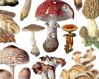 Vintage Mushroom Collage Clip Art Sheet -INSTANT DOWNLOAD- For all your collage, scrapbooking, art project and inspirational needs!