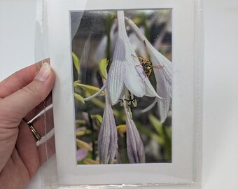 Flower & Insect Photography