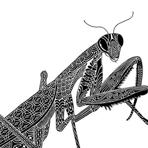 Praying Mantis Art - Wall Art - Art Print - Insect Art - creative drawing