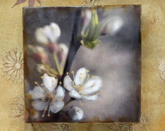 Encaustic- Plum blossoms