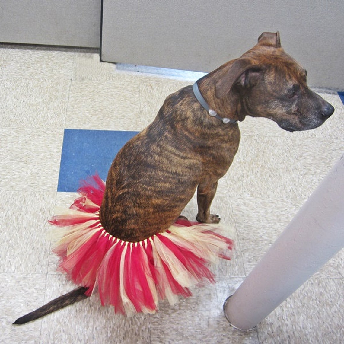 Maroon and Lemon Dog Tutu Dog Costume Dog Accessory Dog Etsy