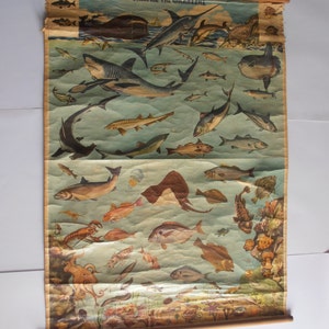 Könnte beinhalten: Eine alte Lehrtafel mit verschiedenen Fischen, darunter ein Hai, ein Rochen und ein Thunfisch. Die Tafel ist auf hellblauem Hintergrund mit hellbraunem Rand gedruckt. Der Text oben auf der Tafel lautet "Ο ΚΟΣΜΟΣ ΤΗΣ ΘΑΛΑΣΣΗΣ".