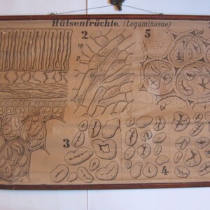 carta de la escuela de litografía antigua, h-lsenfr-chte (leguminosae)