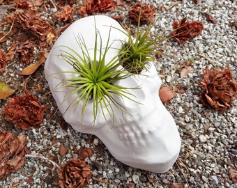 May include: White ceramic skull planter with two green air plants growing out of the eye sockets.