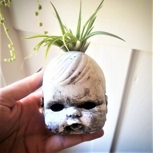 May include: A unique, weathered doll head planter with a green air plant. The white head has dark accents and empty eye sockets. The plant's green leaves contrast with the head's aged appearance, creating a distinctive decorative piece.