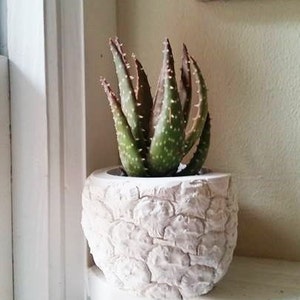 Pineapple shaped planter, Pineapple gift, pineapple decoration, Succulent planter, tropical decor, housewarming gift, hospitality image 1