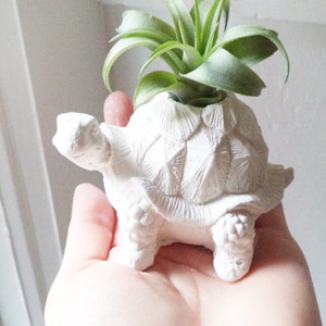 Turtle tortoise planter, air plant holder, tortoise, long life, good luck gift, geometric planter with plant, get well soon, retirement gift image 1