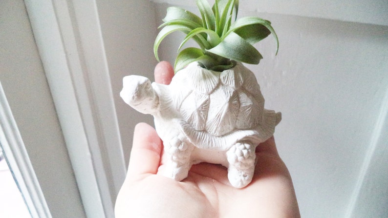 Turtle tortoise planter, air plant holder, tortoise, long life, good luck gift, geometric planter with plant, get well soon, retirement gift image 1