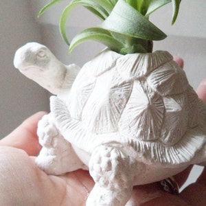 Turtle tortoise planter, air plant holder, tortoise, long life, good luck gift, geometric planter with plant, get well soon, retirement gift image 2