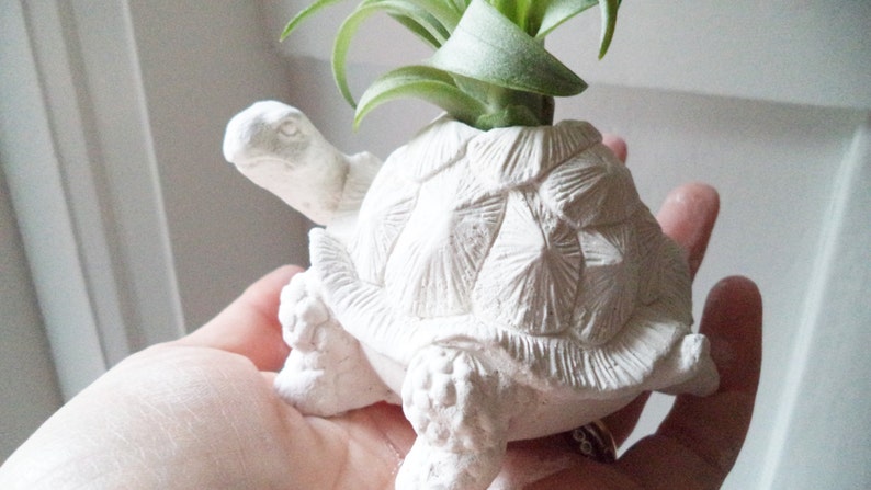 Turtle tortoise planter, air plant holder, tortoise, long life, good luck gift, geometric planter with plant, get well soon, retirement gift image 2