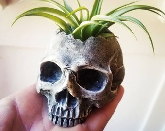 Skull planter, Halloween decor, jawless, half skull, skull candle holder, small desk planter, skull gift, Halloween gift, spooky decor