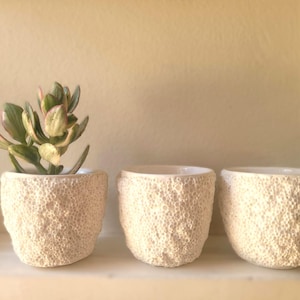 May include: Three small, textured, off-white ceramic pots. One pot contains a succulent with green and pink leaves. The other two pots are empty. The pots are arranged on a white shelf against a light beige wall.