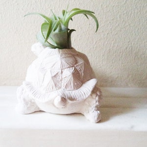 Turtle tortoise planter, air plant holder, tortoise, long life, good luck gift, geometric planter with plant, get well soon, retirement gift image 4