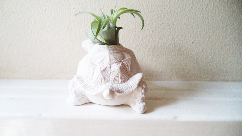 Turtle tortoise planter, air plant holder, tortoise, long life, good luck gift, geometric planter with plant, get well soon, retirement gift image 4