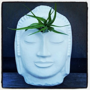 May include: A white Buddha head planter with a green air plant. The planter has closed eyes and a serene expression. The air plant has long, slender green leaves. The planter is made of ceramic or a similar material.