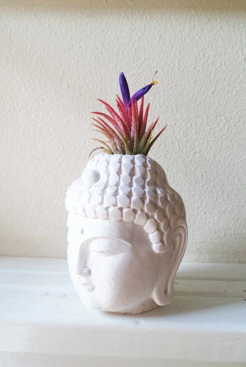 Buddha planter with plant, air plant holder, Thai Buddha, spiritual gift, small desk plant, gold Buddha, inspirational gift, Zen decor image 5