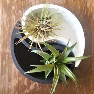 Yin Yang Planters: Black and White yin yan, Whimsical Desk Planter, apostrophe, comma, paisley, handmade planters, set of plant holders