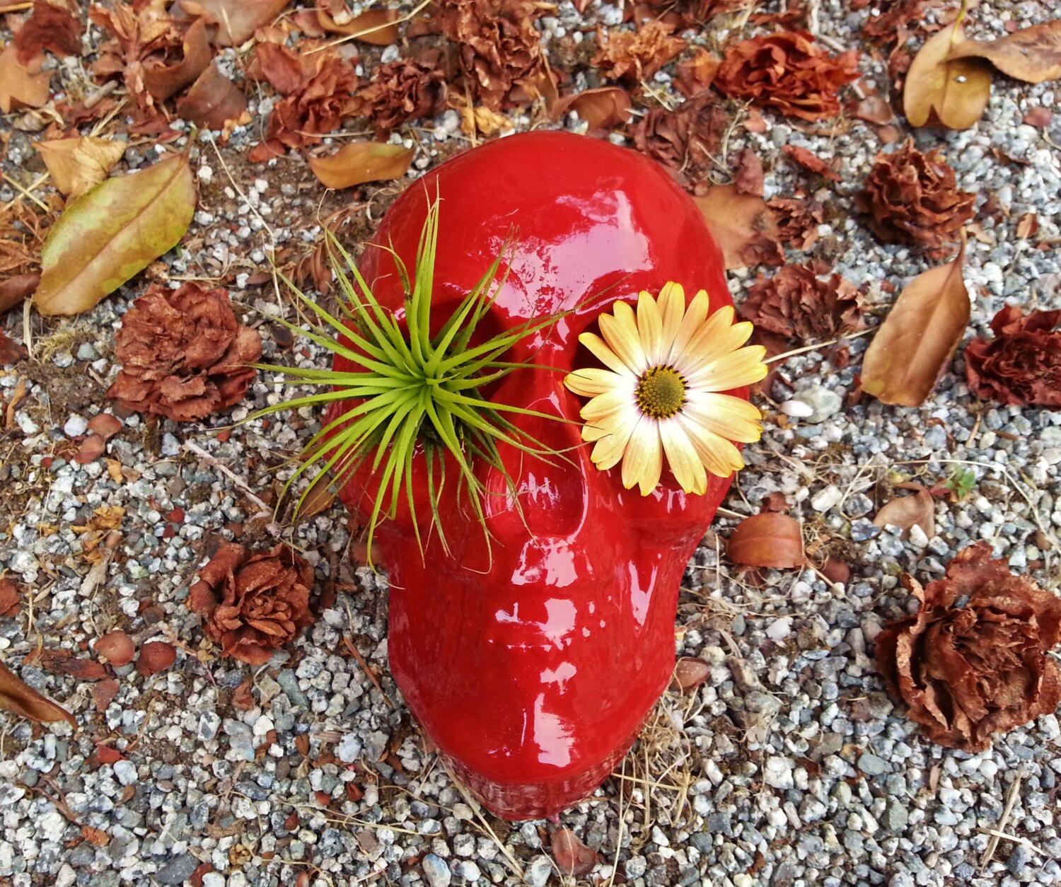 Skull Air Plant Holder Halloween Tabletop Human Skull Etsy