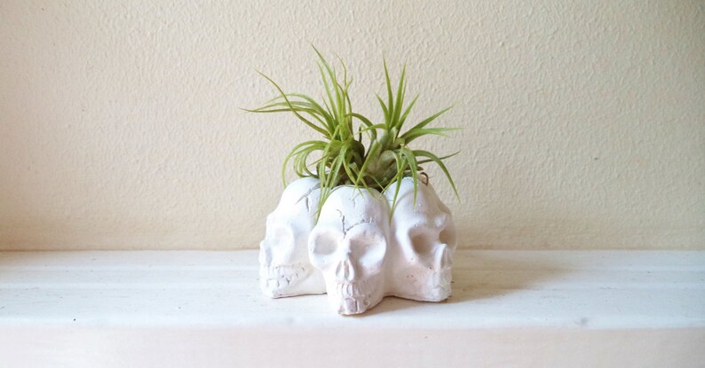Skull planter air plant holder desk accessory skull image 0