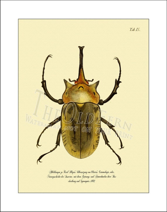 Items similar to Beetle Print 10, Antique, Vintage Insect Prints, Bug