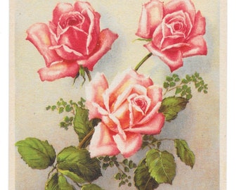 Cartolina con rose rosa in grassetto, ca. 1950