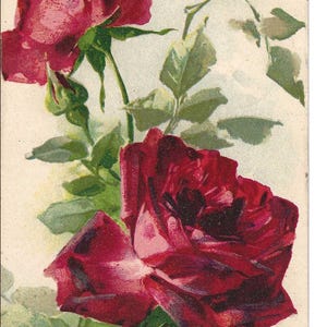 Bold Red Roses Best Wishes Postcard, 1908
