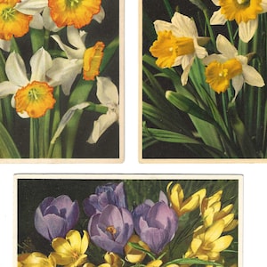 Lot von drei Frühlingsblumen Foto-Postkarten, c. um 1950
