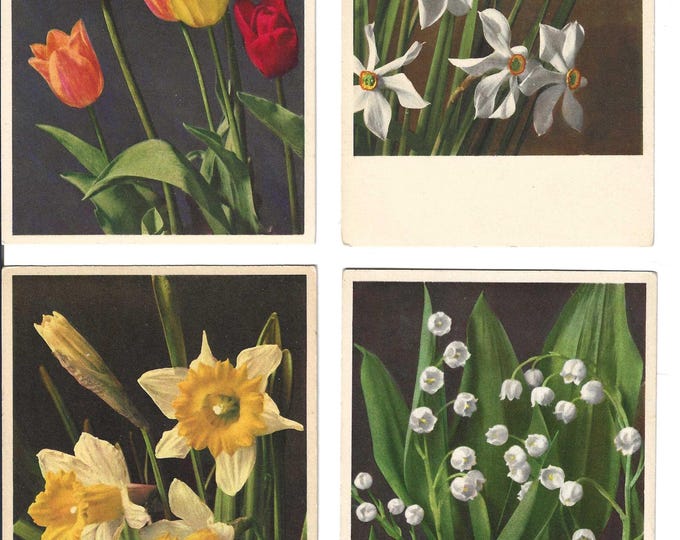 Lot of Five Spring Flowers Photo Postcards, C. 1950 - Etsy