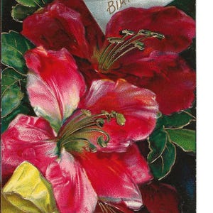 Bold Hibiscus Geburtstags-Postkarte, c. Um 1910