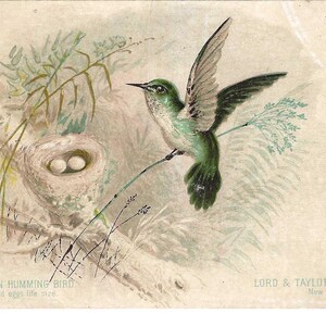 RESERVADO PARA BRENDA - Cartão de visita Humming Bird Lord & Taylor, c. 1880