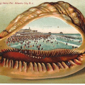 May include: A vintage postcard featuring a large, tan, textured seashell with a central cutout revealing a colorful illustration of a crowded beach scene. The text at the top left reads: Beach View showing Heinz Pier, Atlantic City, N.J.