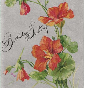RESERVED FOR SUZIE - Silberne Kapuzinerkresse Geburtstags Postkarte, 1906