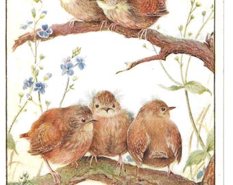 RISERVATO A BRENDA - Cartolina firmata dall'artista raffigurante i giovani scriccioli, circa 1950