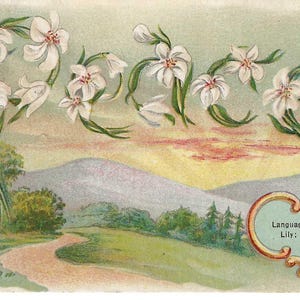 Lilies for Peace Language of Flowers Postcard, 1910