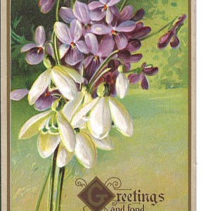 Carte postale Souvenirs de violettes et de perce-neige, v. 1910