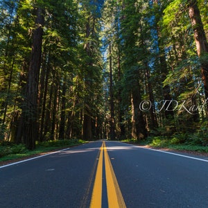 A Road Through Giants, Redwood National and State Parks, CA. HD Metal Print Ready to Hang.