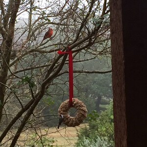 May include: A red cardinal perched on a branch of a tree with a red ribbon hanging from the branch. A bird feeder shaped like a wreath is hanging from the ribbon. The feeder is filled with birdseed.