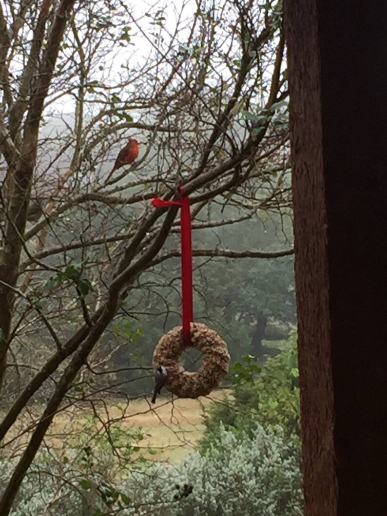May include: A red cardinal perched on a branch of a tree with a red ribbon hanging from the branch. A bird feeder shaped like a wreath is hanging from the ribbon. The feeder is filled with birdseed.