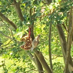 Op de afbeelding: Een kleine, lichtgekleurde vogel zit op een tak in de buurt van een vogelvoeder. De vogelvoeder is gevuld met zaden en hangt aan een tak. De achtergrond is gevuld met groene bladeren en zonlicht.