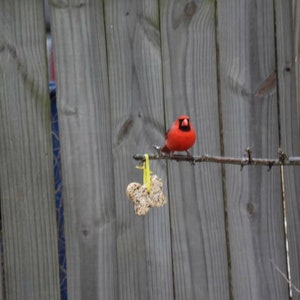 May include: A red cardinal perched on a branch with a yellow bird feeder hanging nearby. The bird is against a backdrop of a wooden fence.