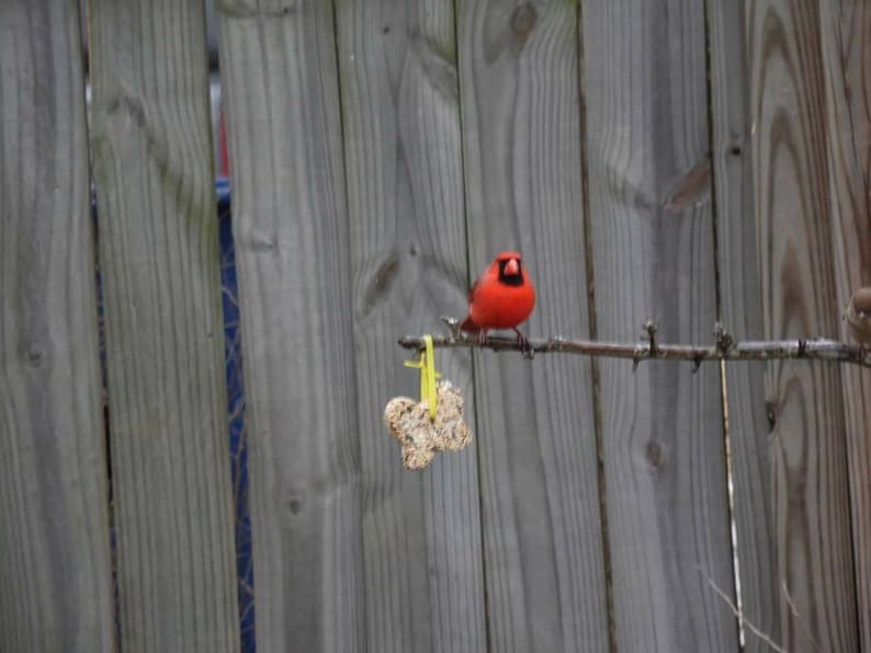 Op de afbeelding: Een felrode kardinaal zit op een dunne tak, met een kleine vogelvoeder eronder. De vogel staat tegen een achtergrond van een verweerde houten schutting. De sc&egrave;ne legt een moment van de natuur vast.