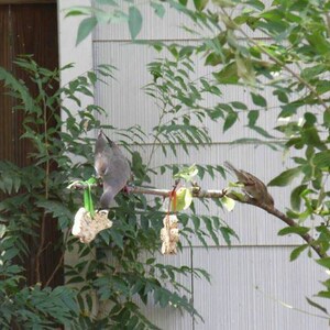 May include: Two birds perched on a branch with green leaves. One bird is grey and the other is brown. The birds are eating from a bird feeder.