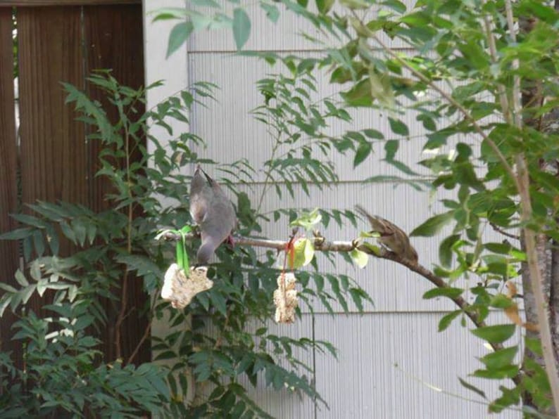 May include: Two birds perched on a branch with green leaves. One bird is grey and the other is brown. The birds are eating from a bird feeder.