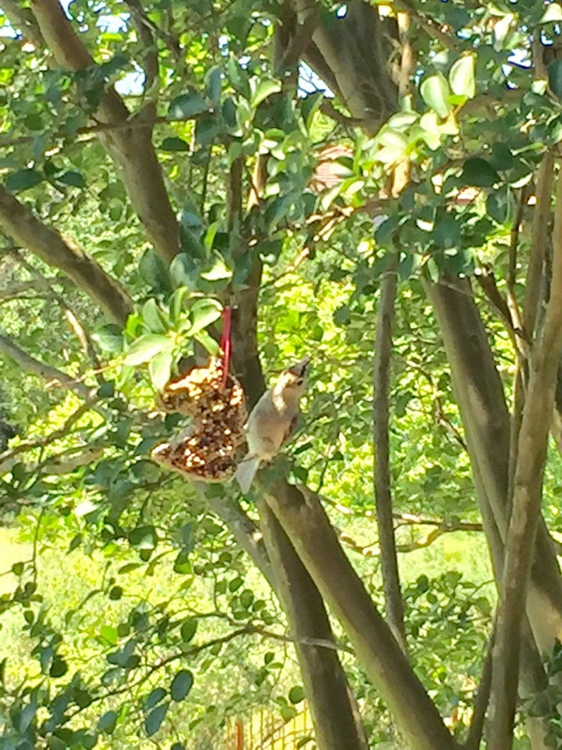 May include: A small bird perched on a branch of a tree, feeding from a bird feeder. The feeder is made of brown material and is filled with seeds. The bird is brown and white with a long tail.