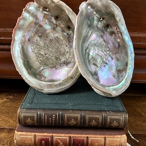 Gorgeous Set of Large, Vintage Abalone Shells