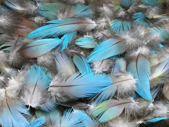 Macaw Feathers Turquoise