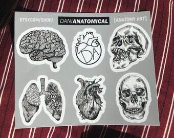 ANATOMY STICKERS, Set of 6 Sticker Sheet, Laptop Decals