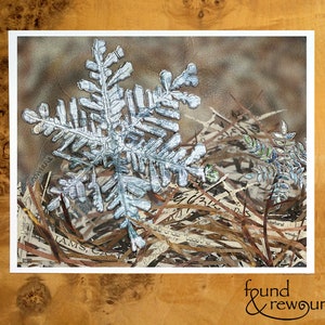 8x10 Art print of a Snowflake in Forest Duff - Winter - Snow - Nature - Wall Art