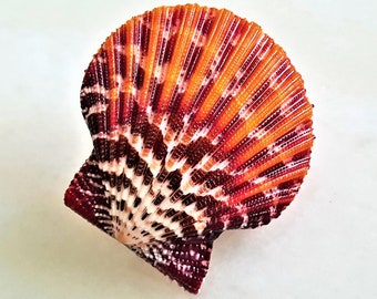 Seashell Pecten pallium | Pectinidae | Royal Cloak Scallop | Aesthetic | Giant Scallop Shell