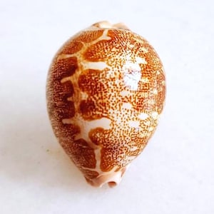 Muschel Cypraea landkarte geographica maresinica | Glückspilze | Geographica Landkarte Kauri | Ästhetische Kugel Kauri Muschel